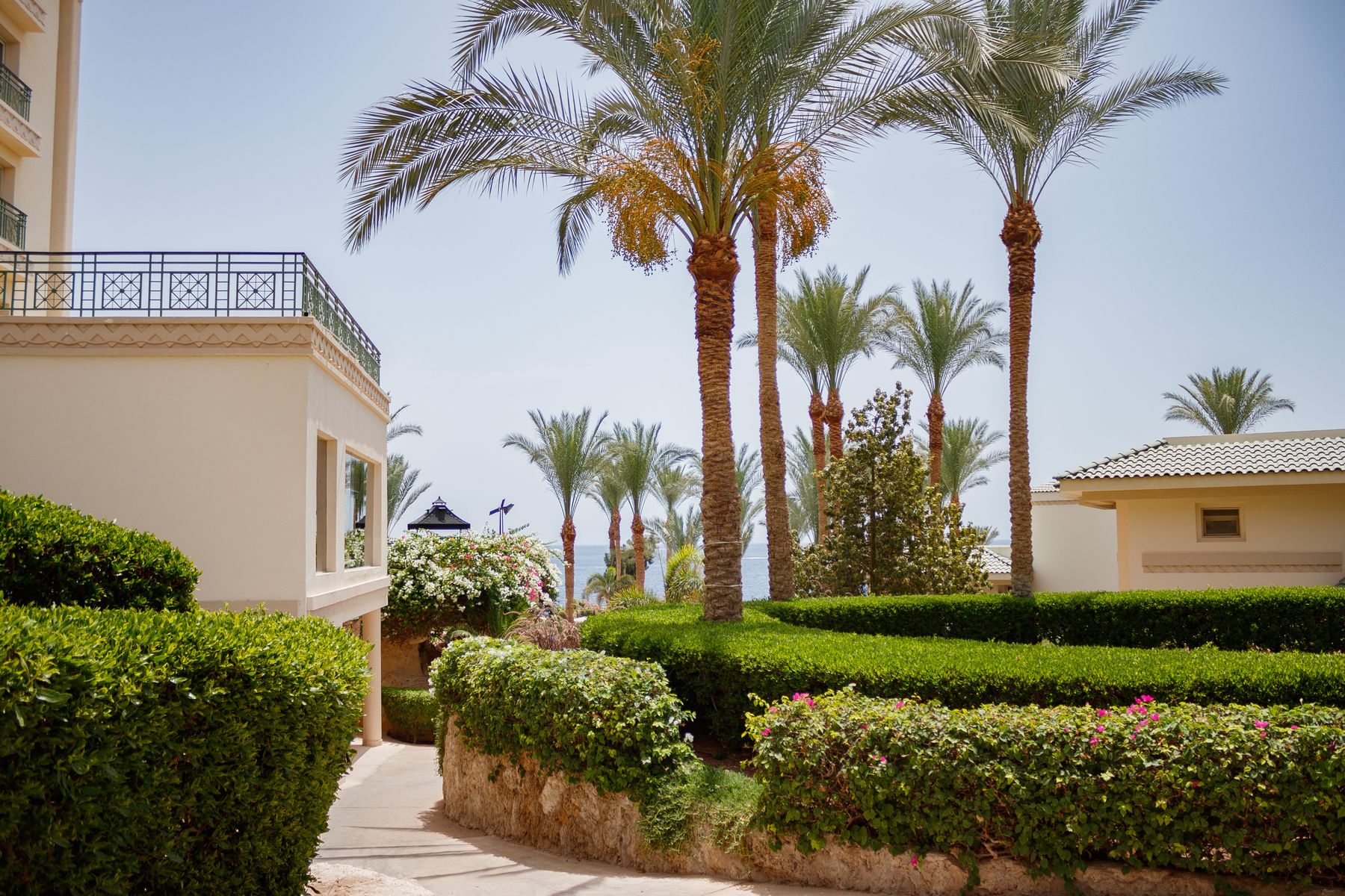 Palms by the sea