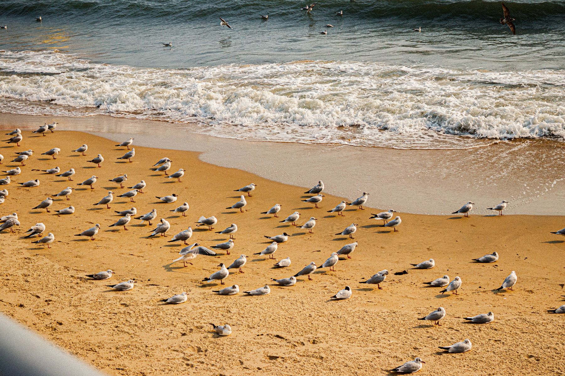 Seagulls on a beach